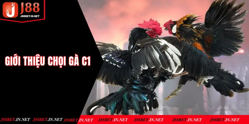 Giới thiệu chọi gà C1