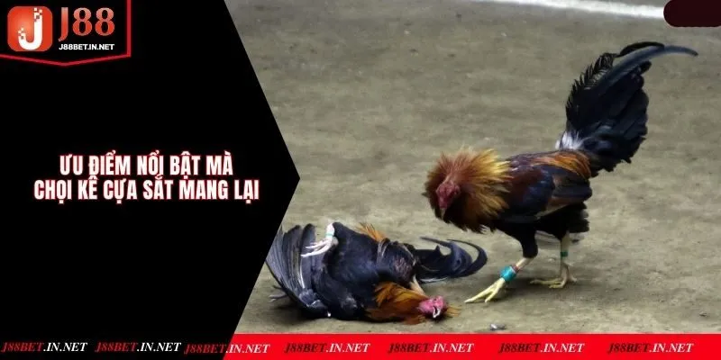 Ưu điểm nổi bật mà chọi kê cựa sắt mang lại