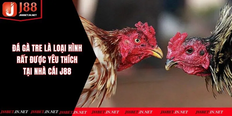 Đá gà tre là loại hình rất được yêu thích tại nhà cái J88