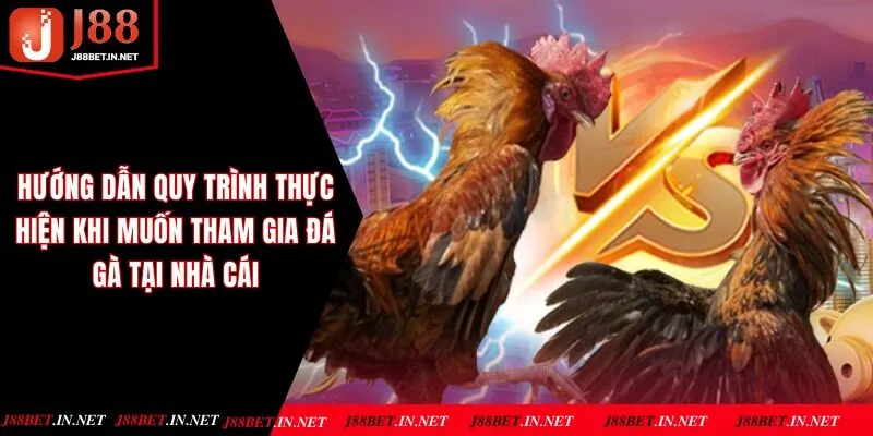 Hướng dẫn quy trình thực hiện khi muốn tham gia đá gà tại nhà cái