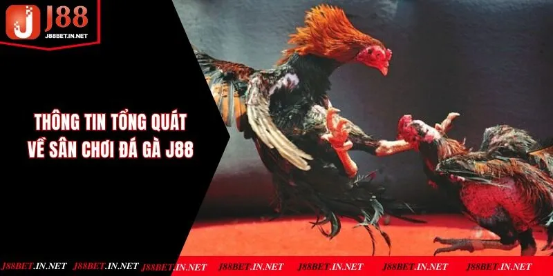 Thông tin tổng quát về sân chơi đá gà J88