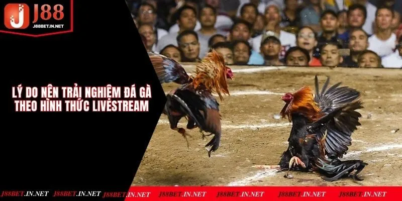 Lý do nên trải nghiệm đá gà theo hình thức livestream