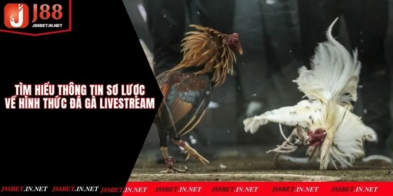 Tìm hiểu thông tin sơ lược về hình thức đá gà Livestream