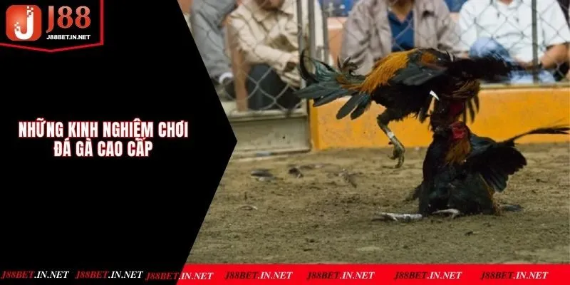 Những kinh nghiệm chơi đá gà thắng lớn cao cấp