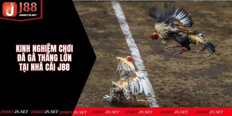 Kinh Nghiệm Chơi Đá Gà Thắng Lớn Tại Nhà Cái J88